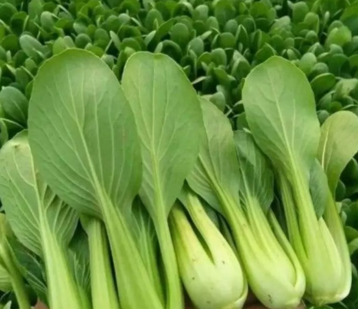 成都青新鲜蔬菜，带箱5斤装，自家菜园子的