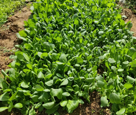 35元5斤低价包邮露天种植有机蔬菜！