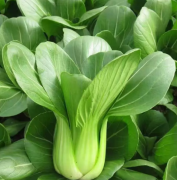 成都青新鲜蔬菜，带箱5斤装，自家菜园子的