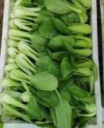 成都青新鲜蔬菜，带箱5斤装，自家菜园子的