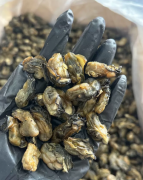 180头左右新鲜生蚝干，今年新上市蚝味很足，够香够甜